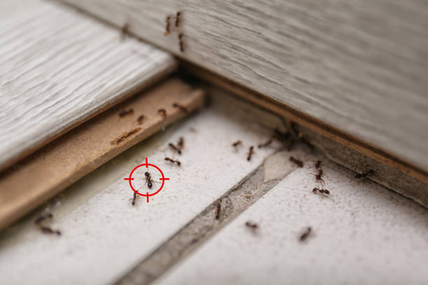 Wasp Removal Services in Belmont Estates, VA