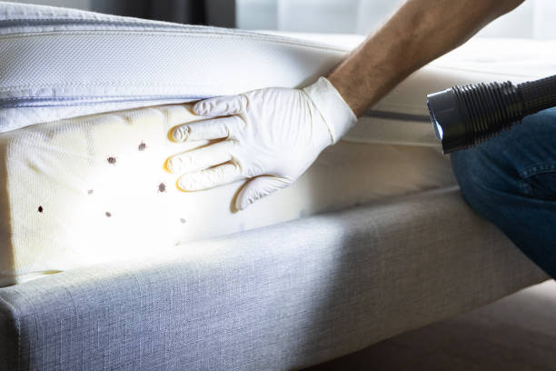 Best Mosquito Control Services  in Belmont Estates, VA