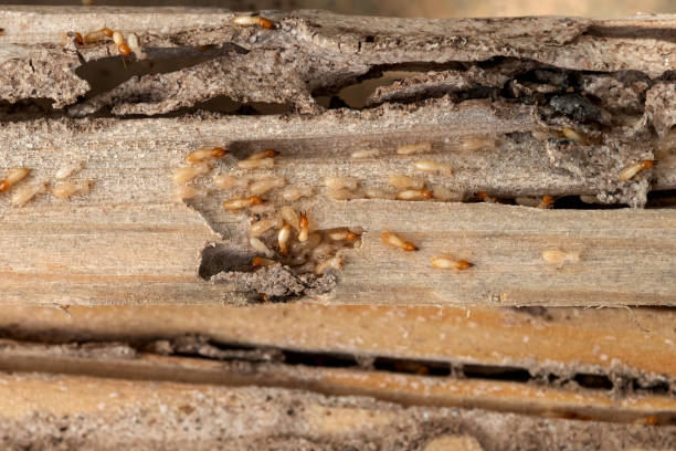 Best Commercial Pest Control Services  in Belmont Estates, VA